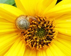 Schnecke auf Blüte