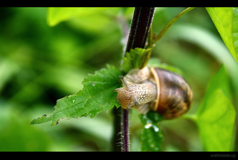 Schnecke auf Brennesselbett