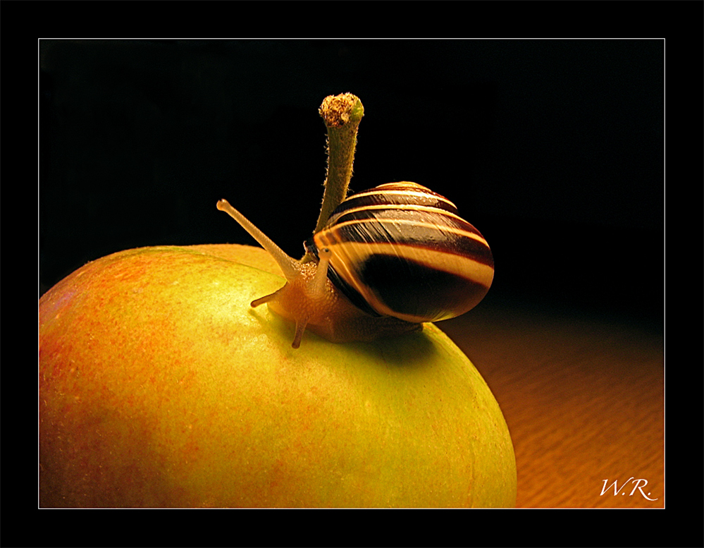 Schnecke auf dem Apfel...