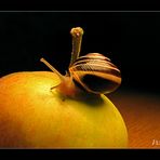 Schnecke auf dem Apfel...