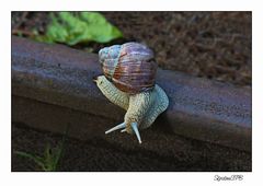 Schnecke auf dem Bahngleis....