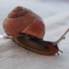 Schnecke auf dem Frühstückstisch