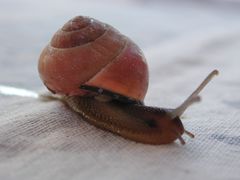 Schnecke auf dem Frühstückstisch