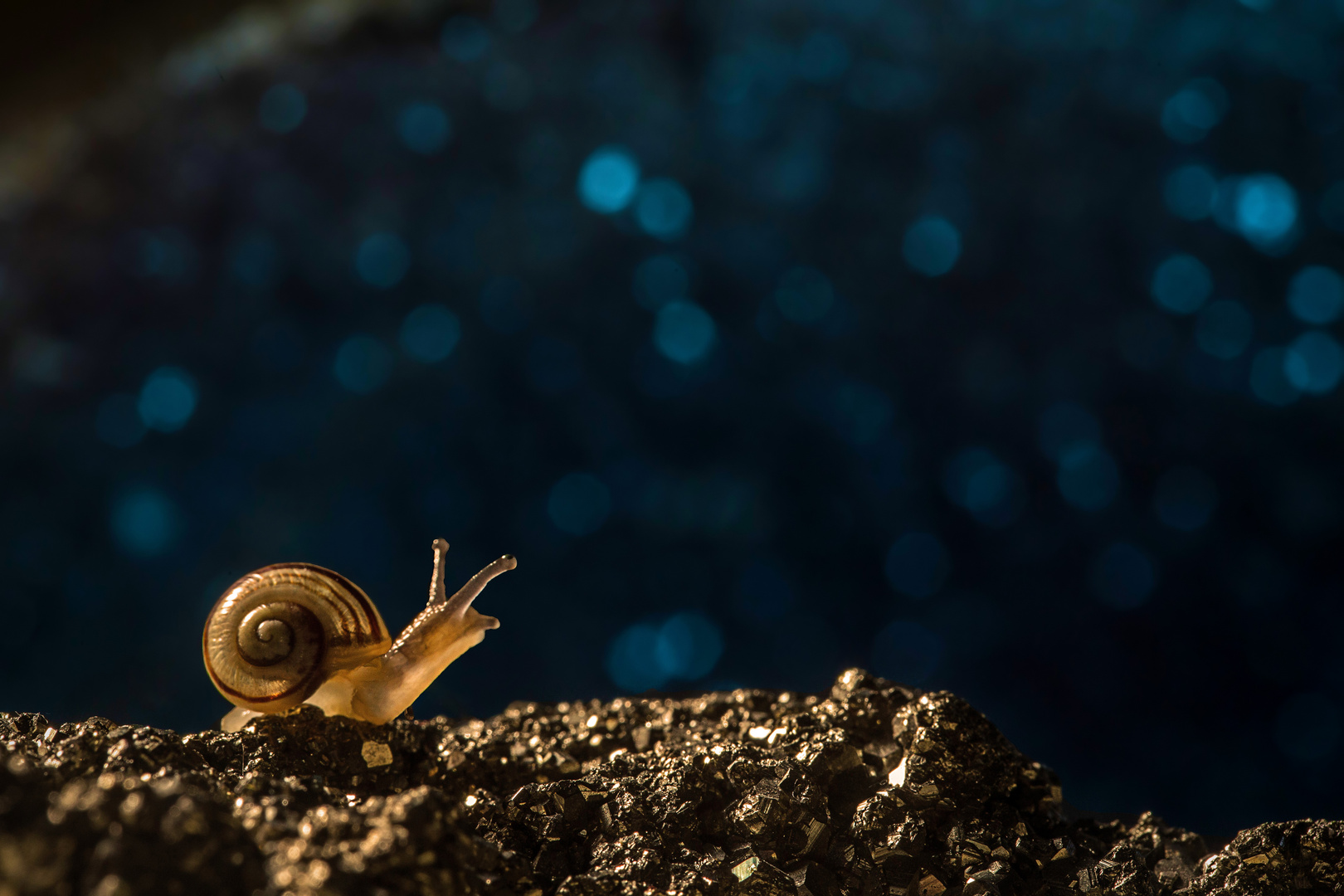 Schnecke auf dem Mond