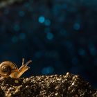 Schnecke auf dem Mond