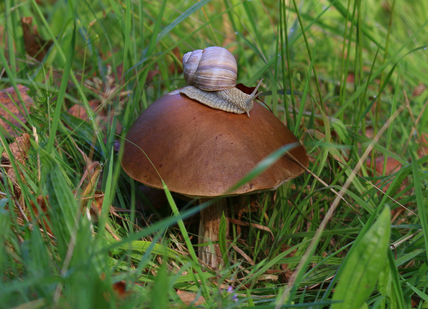 Schnecke auf dem Pilz