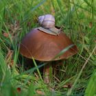 Schnecke auf dem Pilz