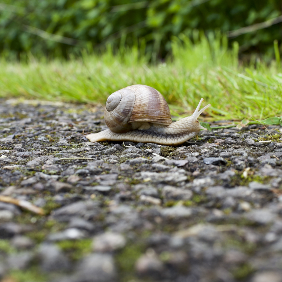 ...... Schnecke auf dem Radweg ..... 