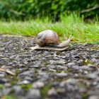 ...... Schnecke auf dem Radweg ..... 