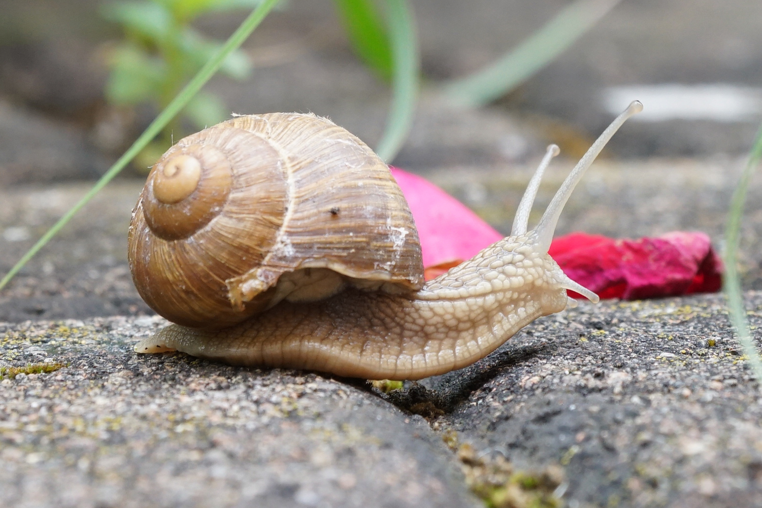 Schnecke auf dem Sprung - Husch, husch....