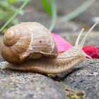 Schnecke auf dem Sprung - Husch, husch....