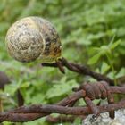 Schnecke auf dem Stacheldraht