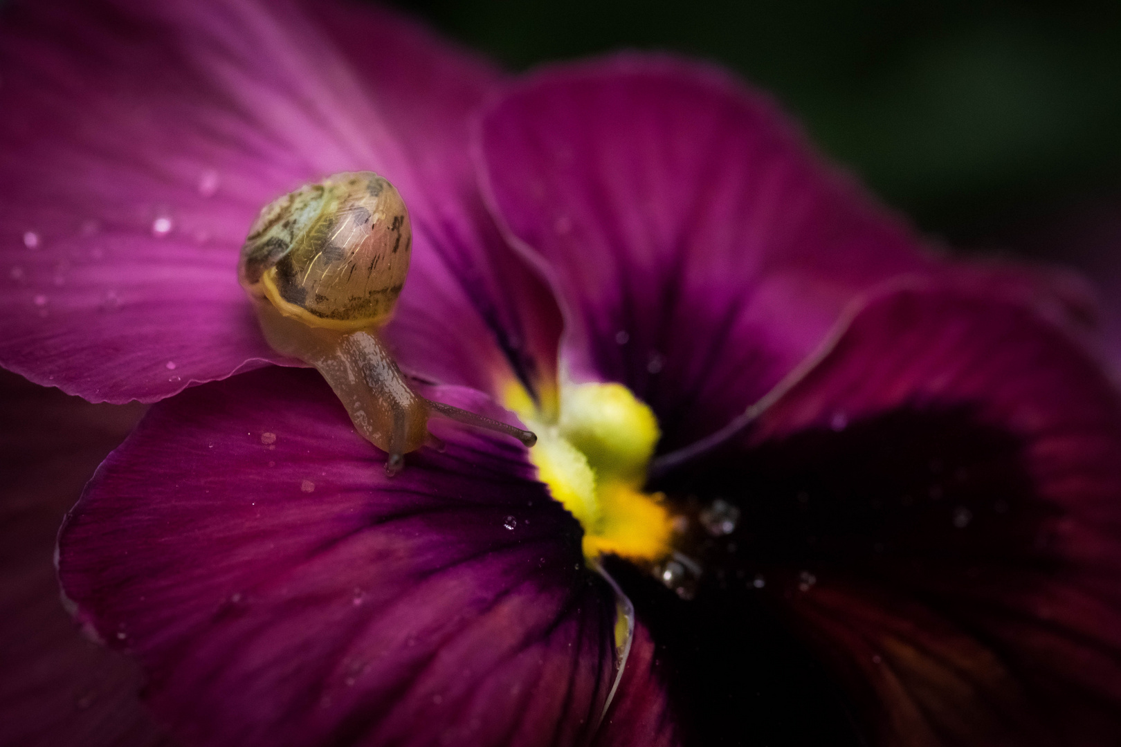 Schnecke auf dem Stiefmütterchen