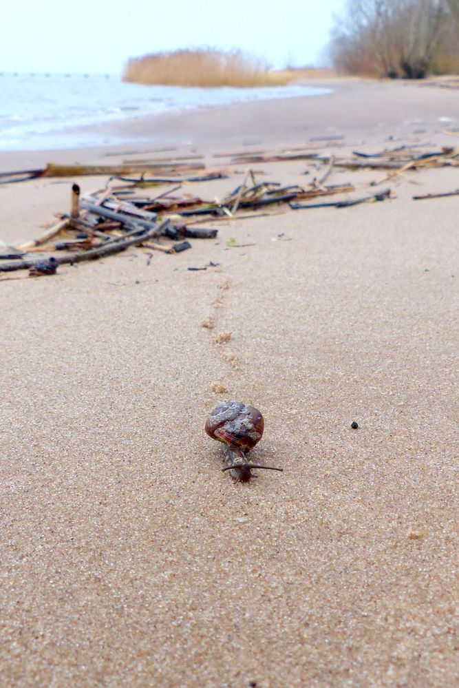 Schnecke auf dem Strandweg