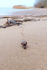 Schnecke auf dem Strandweg