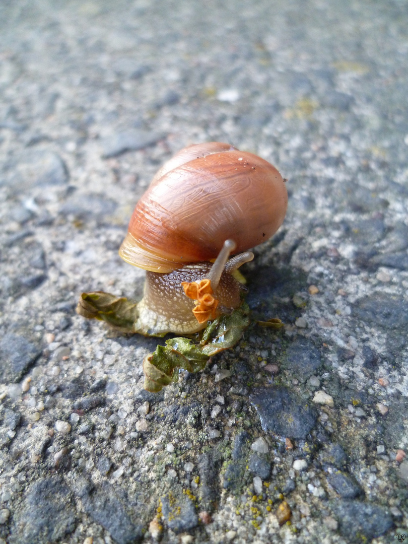 Schnecke auf dem Weg