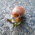 Schnecke auf dem Weg