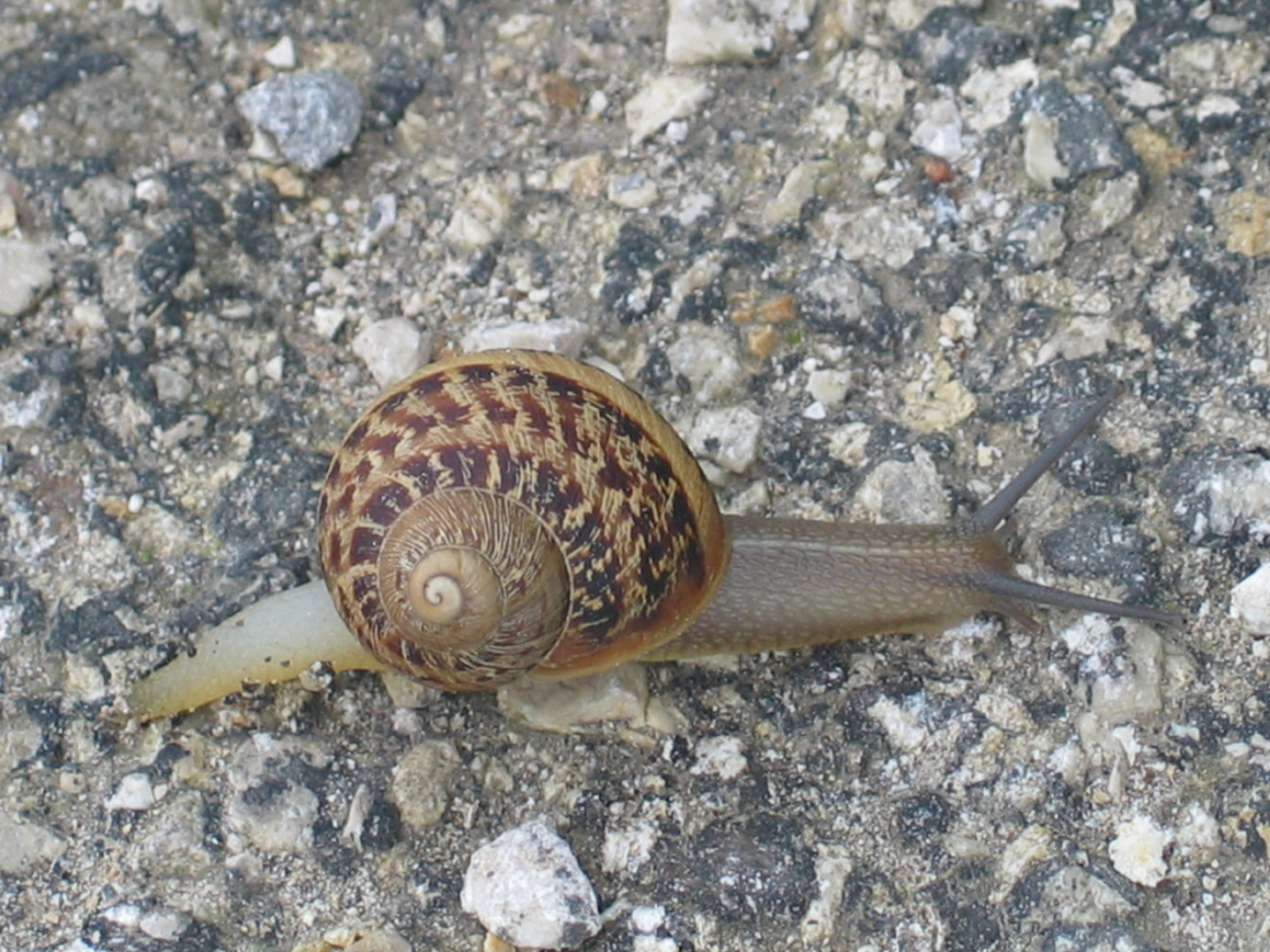 Schnecke auf dem Weg