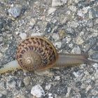 Schnecke auf dem Weg