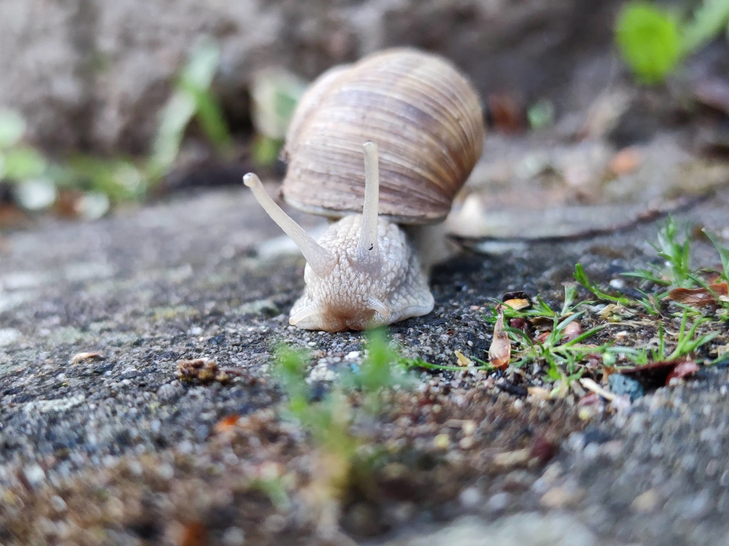 Schnecke auf dem Weg zur Arbeit