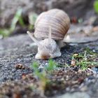 Schnecke auf dem Weg zur Arbeit