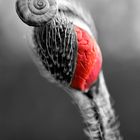 Schnecke auf den Mohn