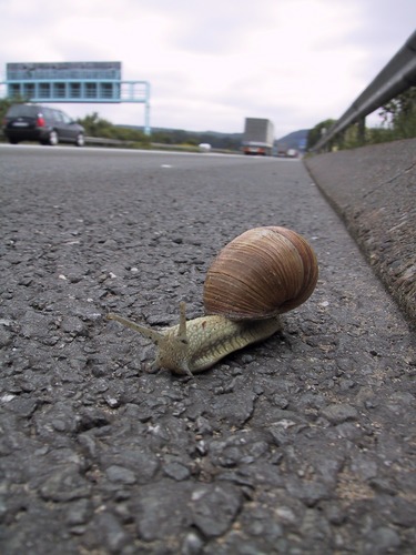 Schnecke auf der Autobahn