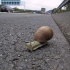 Schnecke auf der Autobahn