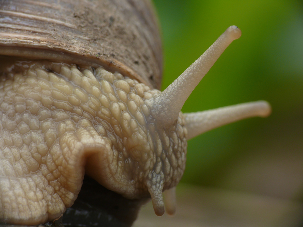 schnecke auf der flucht