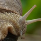 schnecke auf der flucht