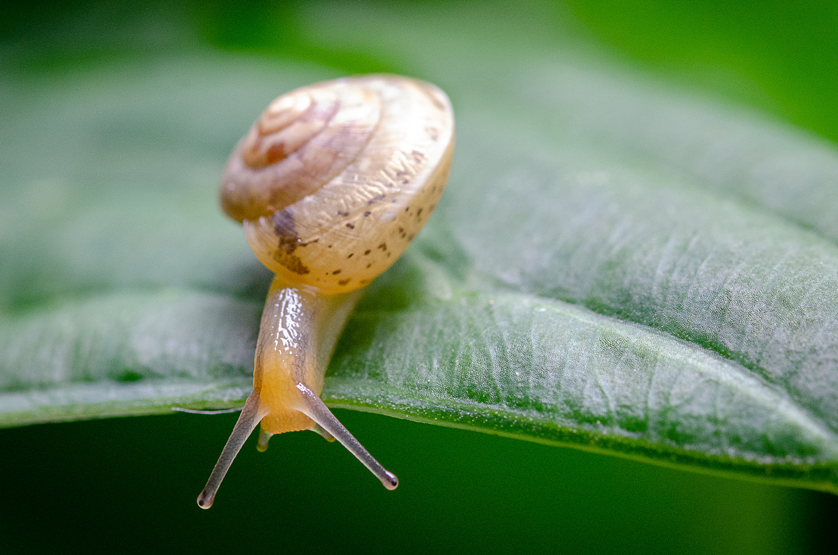 Schnecke auf der Flucht