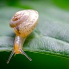 Schnecke auf der Flucht