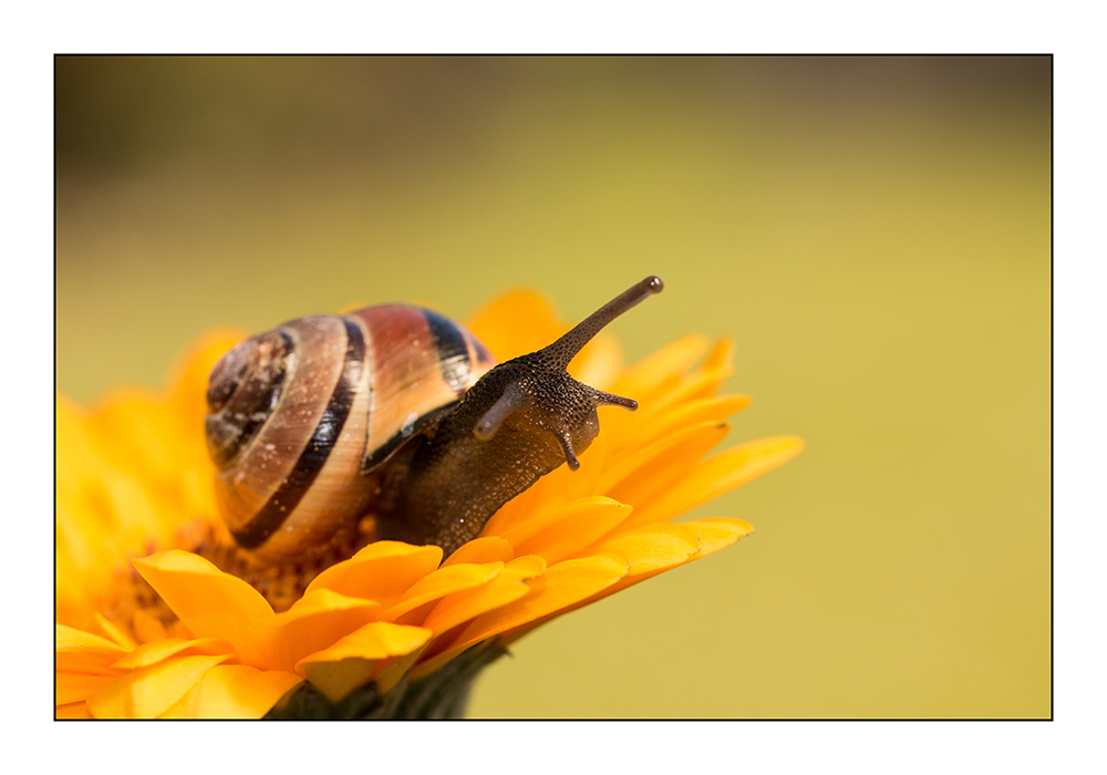 Schnecke auf der Gerbera