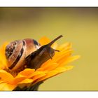 Schnecke auf der Gerbera