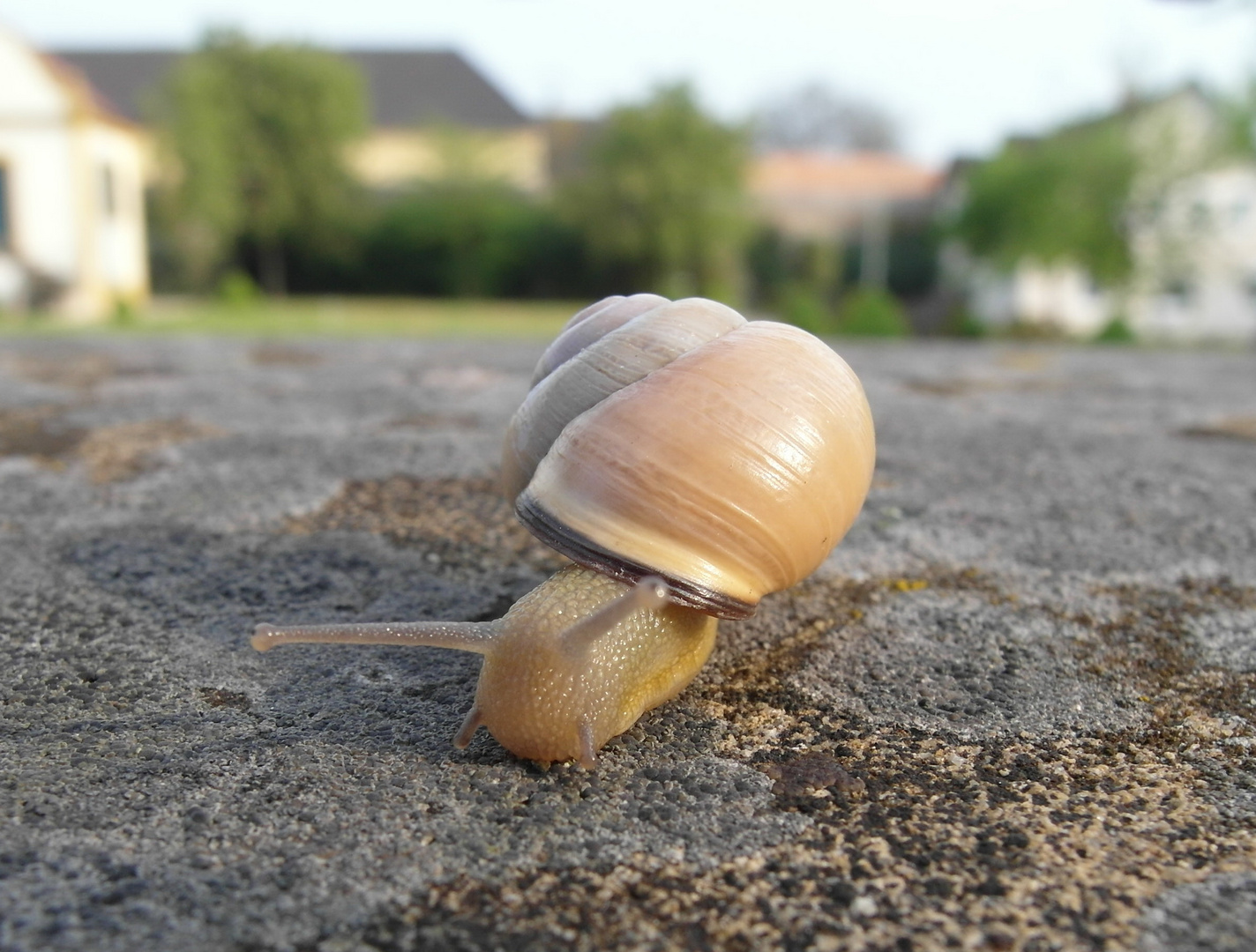 Schnecke auf der Mauer