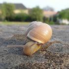 Schnecke auf der Mauer