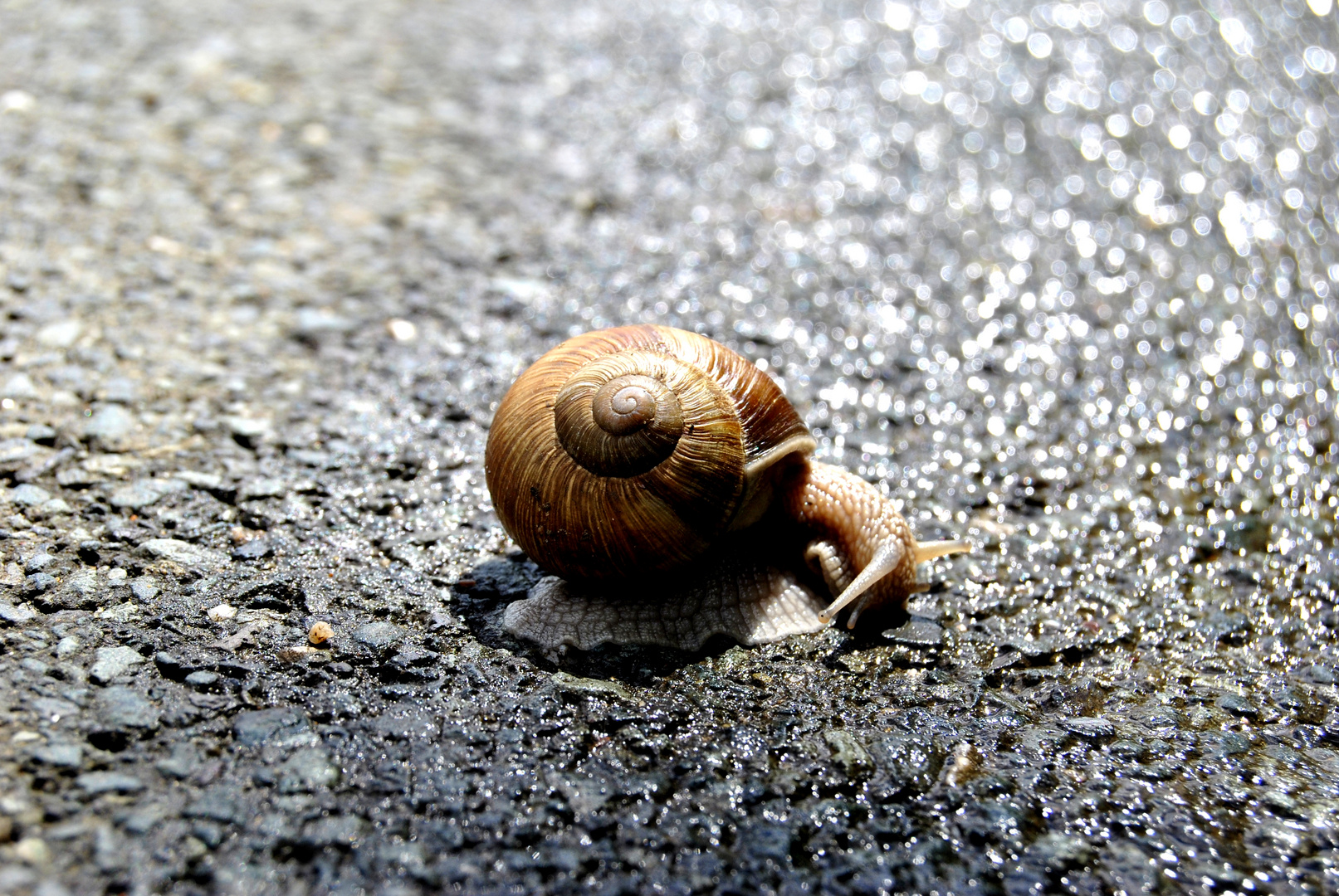 Schnecke auf der Straße