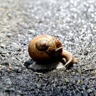 Schnecke auf der Straße