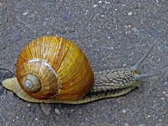 Schnecke auf der Strecke!