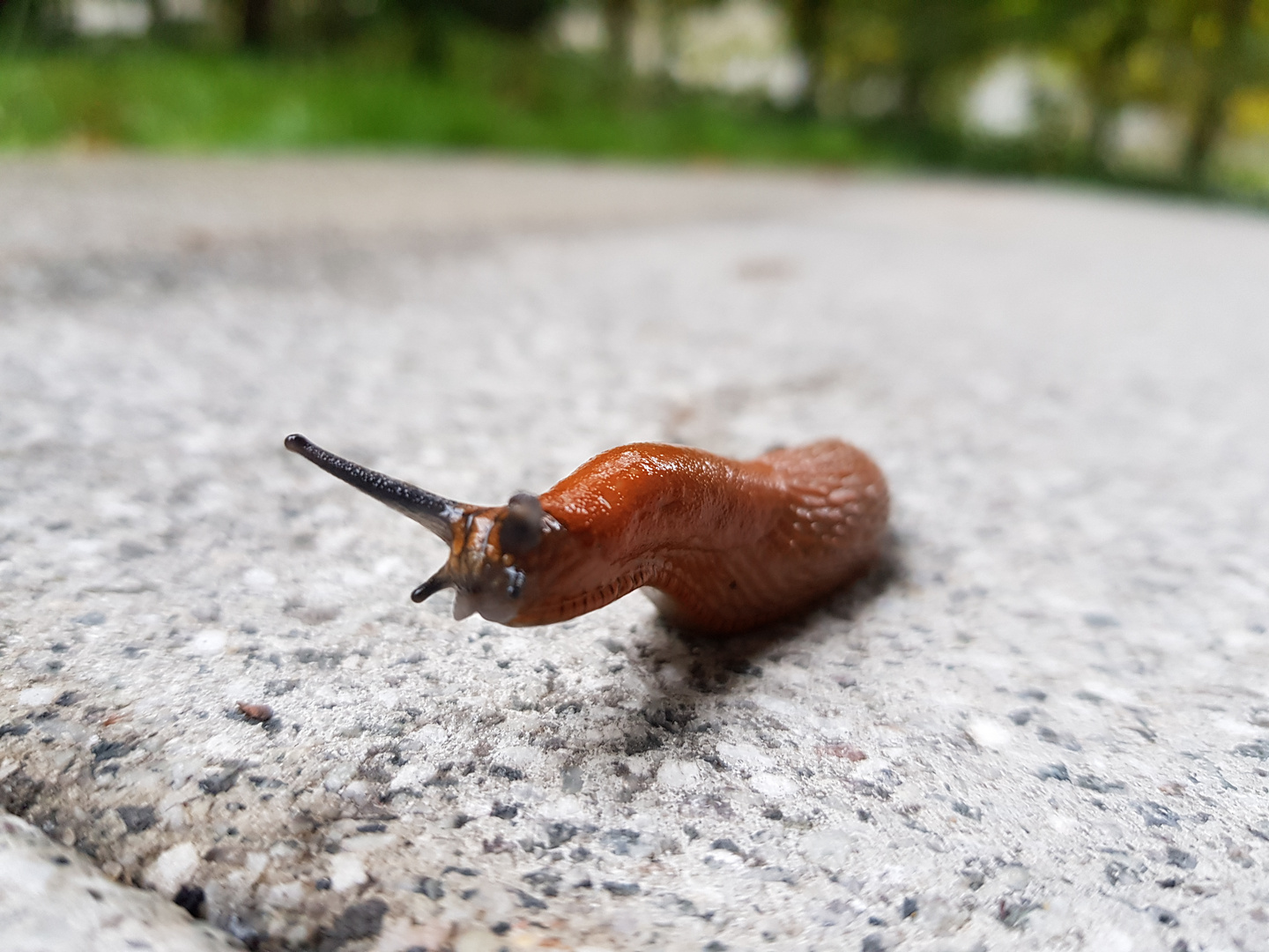 Schnecke auf der Terrasse