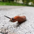 Schnecke auf der Terrasse