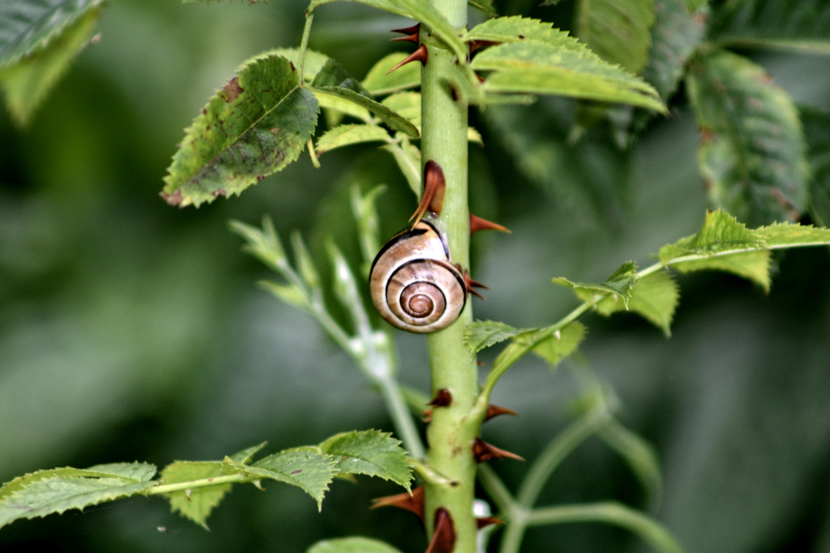 Schnecke auf dornigem Weg