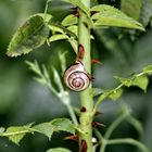 Schnecke auf dornigem Weg