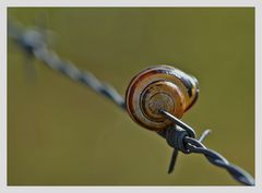 Schnecke auf Draht