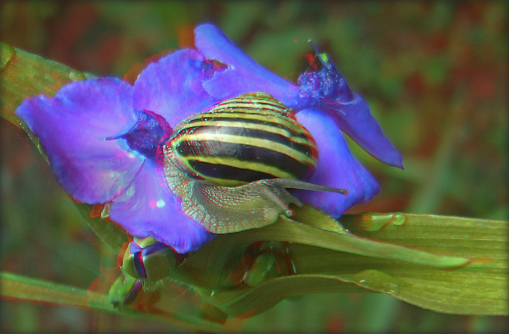 Schnecke auf Dreimasterblume -3D-