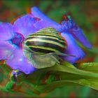 Schnecke auf Dreimasterblume -3D-