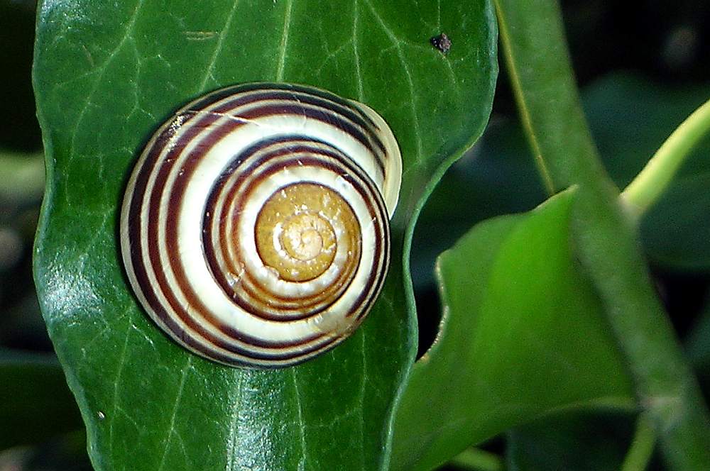 Schnecke auf Efeu