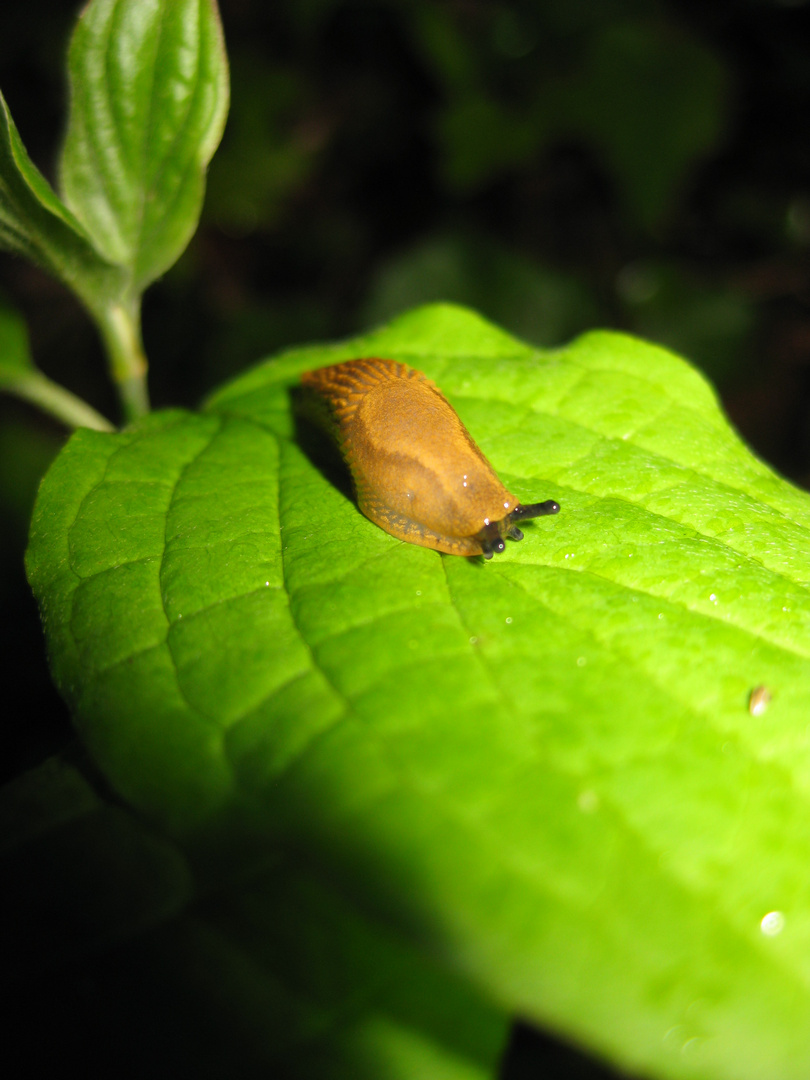 schnecke auf einem blatt