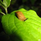 schnecke auf einem blatt