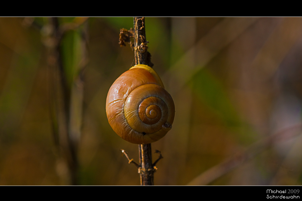 Schnecke auf einem Zweig